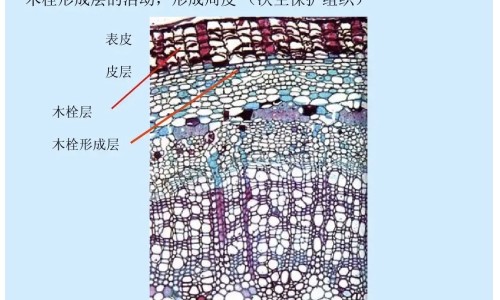 青萝卜功效3岁孩子网-分享青萝卜的营养价值及功效，青萝卜的营养价值及功效知识库
