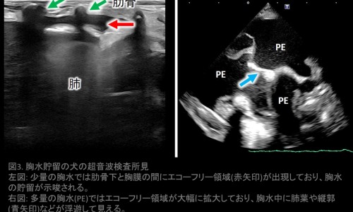孩子吃青萝卜好吗-青萝卜功效3岁孩子网-分享青萝卜的营养价值及功效，青萝卜的营养价值及功效知识库